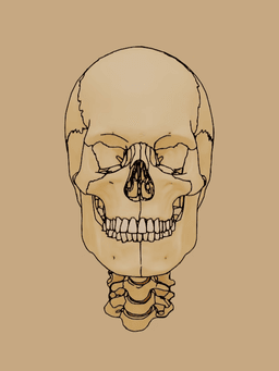 Cabeza y Cuelloimage