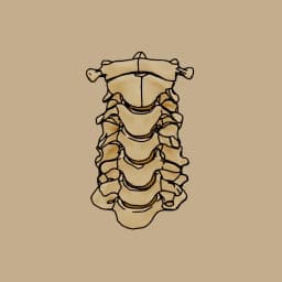 Cervical Vertebraeimage