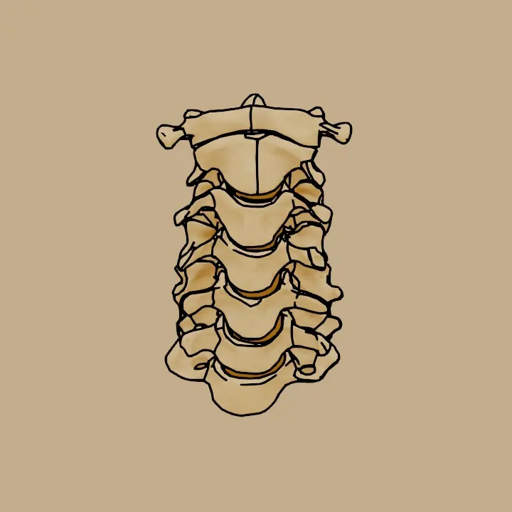 ImageCervical Vertebrae