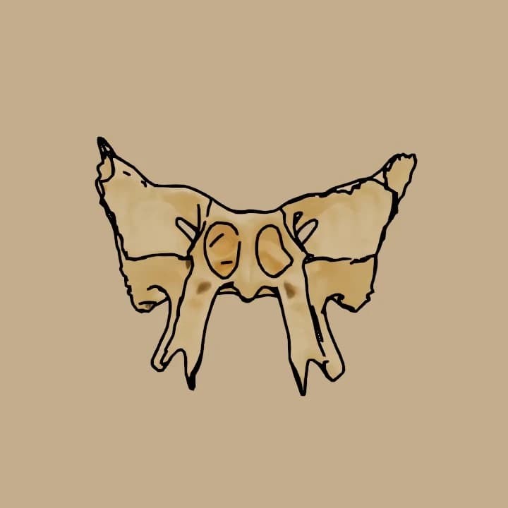 ImageSphenoid