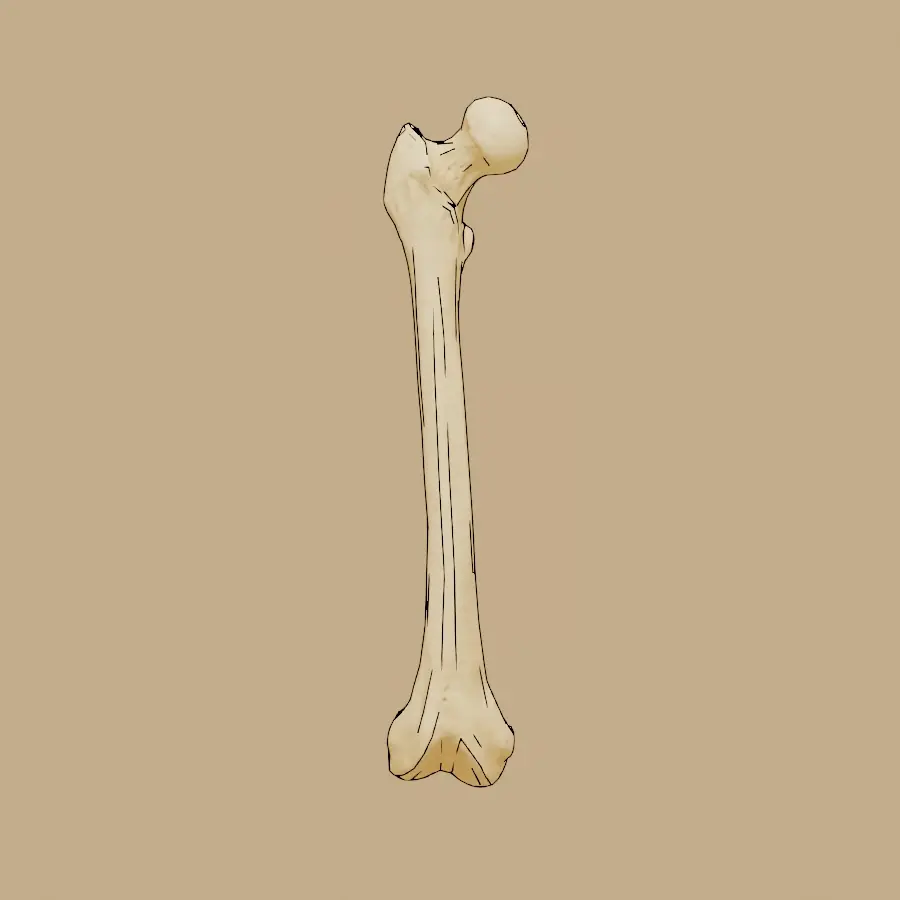 ImageFemur