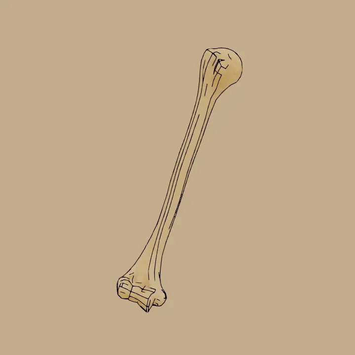 ImageHumerus