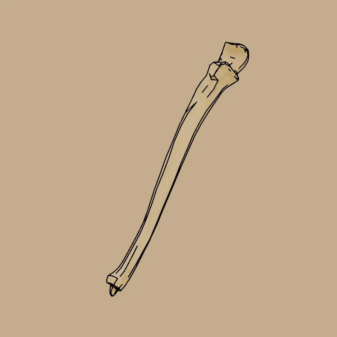 ImageUlna